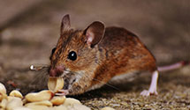 hospital-and-healthcare-facility-pest-management Experts in Mem